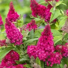 Buddleja BUTTERFLY CANDY LITTLE RUBY